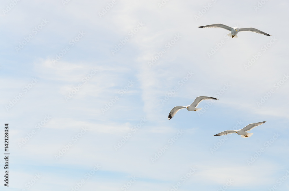 Flying seagulls background with copy space Flying seagulls background with copy space