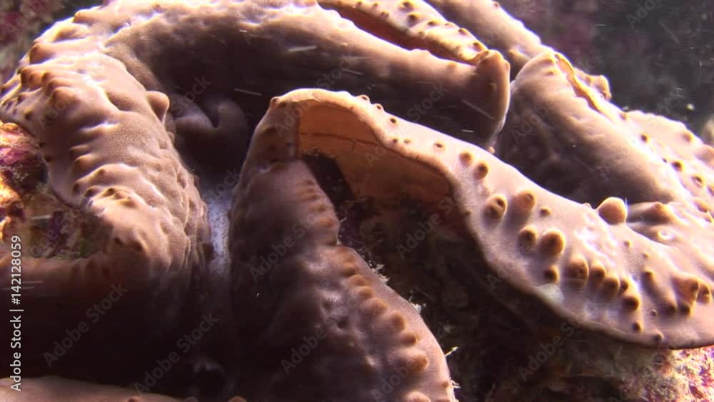 Vidéo Stock Tridacne clams on background colorful corals underwater in