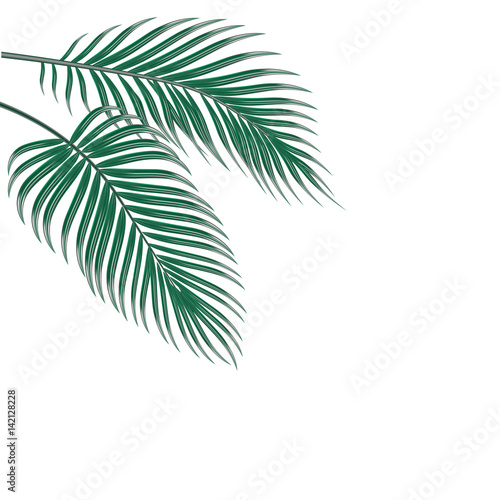 Two tropical palm leaves. Isolated on white background. illustration