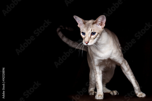 Obraz na plátně Portrait of Peterbald Sphynx Cat Curiosity Looks on Isolated Black background