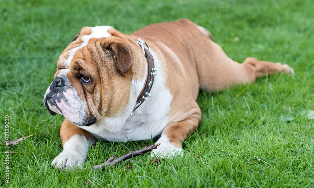 Cute english bulldog