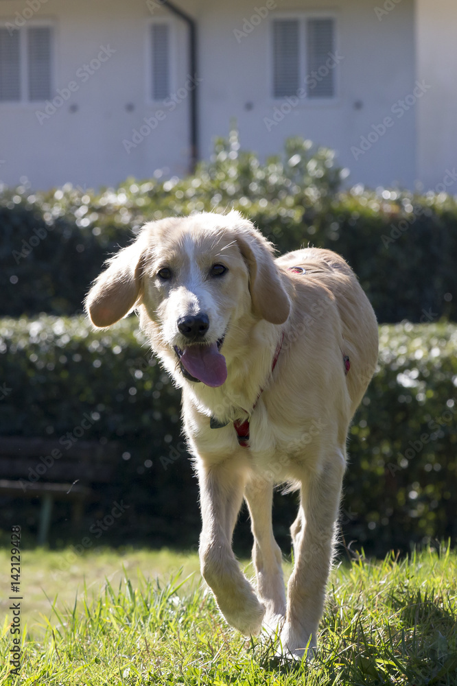 Cani al parco