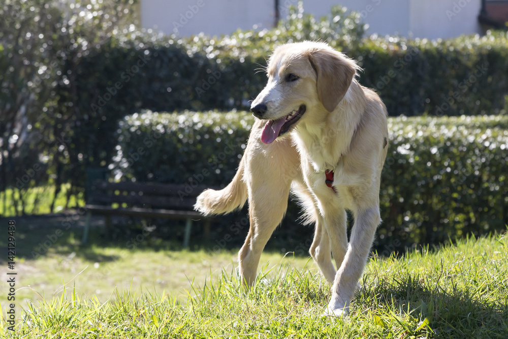 Cani al parco
