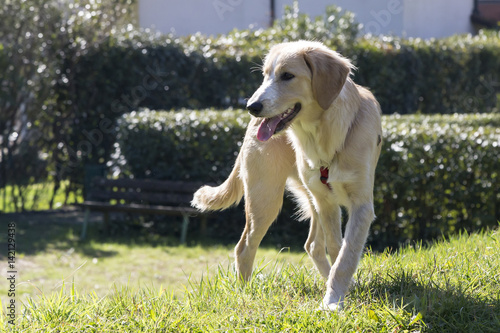 Obraz na płótnie Cani al parco w salonie
