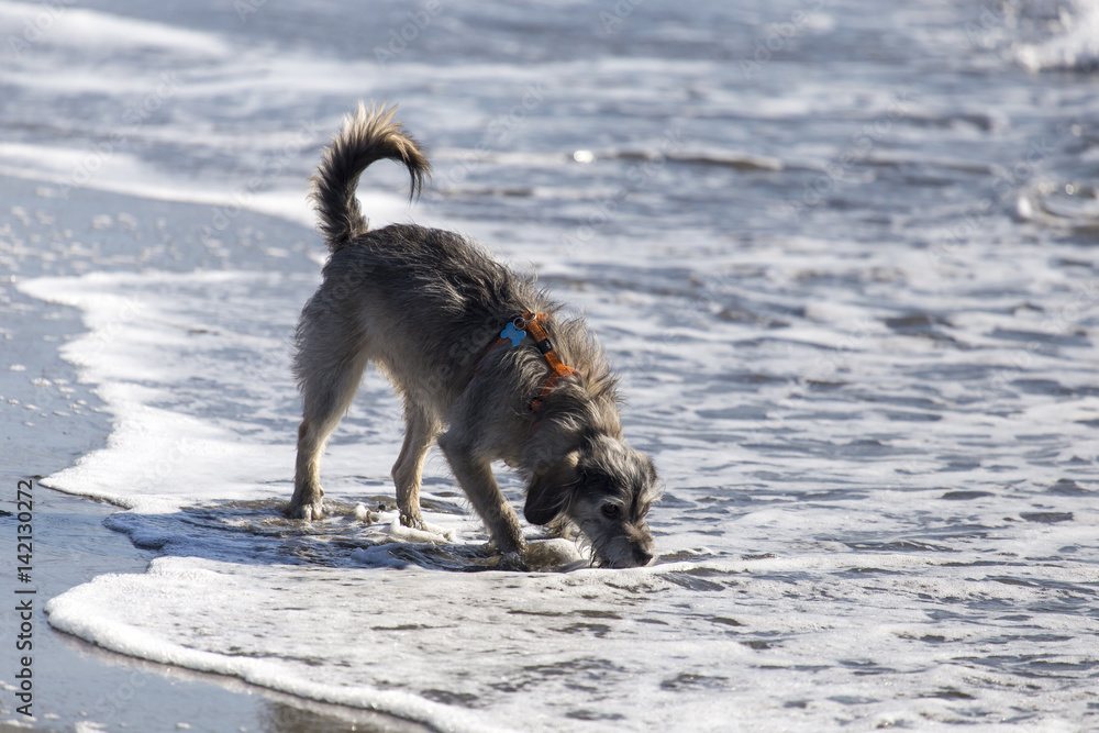 Cani in spiaggia