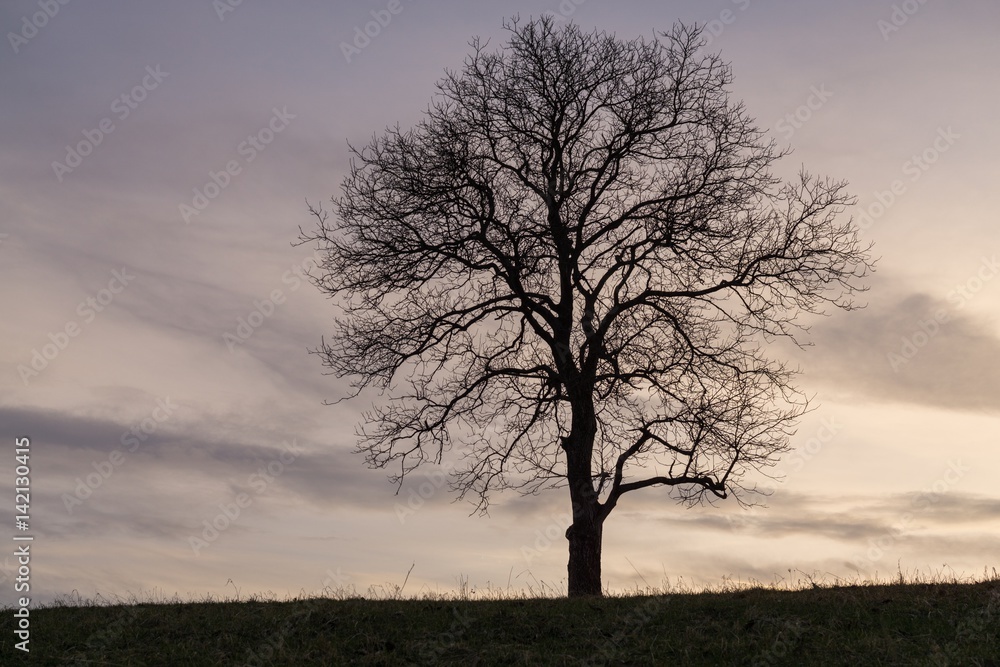 Abandoned tree on meadow during sunset. Slovakia Abandoned tree on meadow during sunset. Slovakia