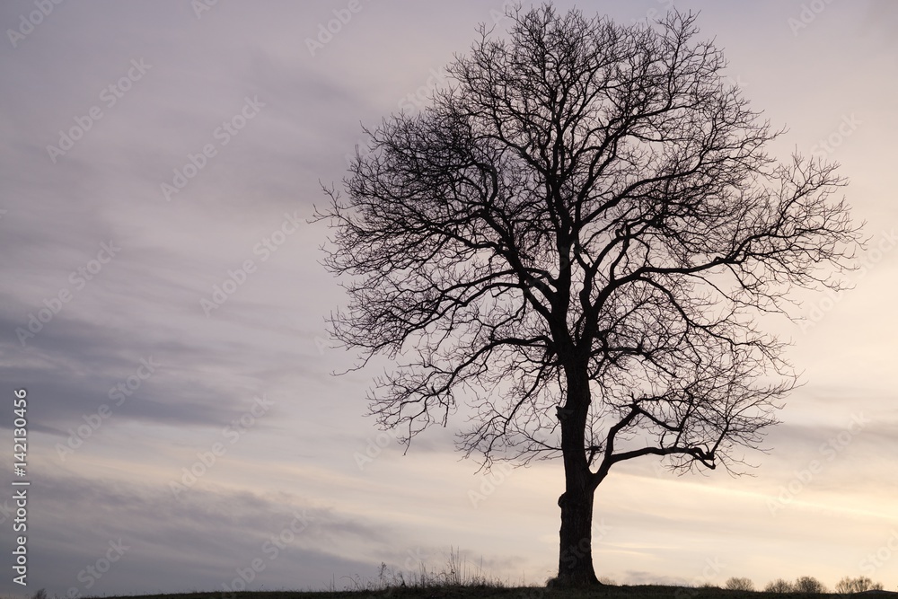 Abandoned tree on meadow during sunset. Slovakia Abandoned tree on meadow during sunset. Slovakia