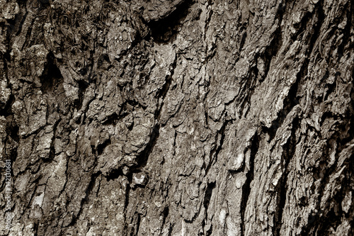 Natural old tree texture © GotovyyStock