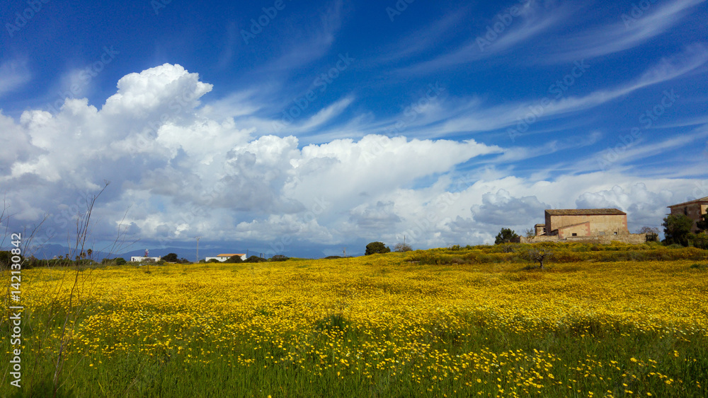 Yellow flowers field with blue sky and amazing clouds