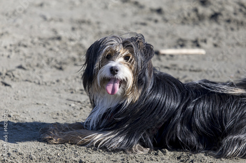 Obraz na płótnie Cani in spiaggia w salonie