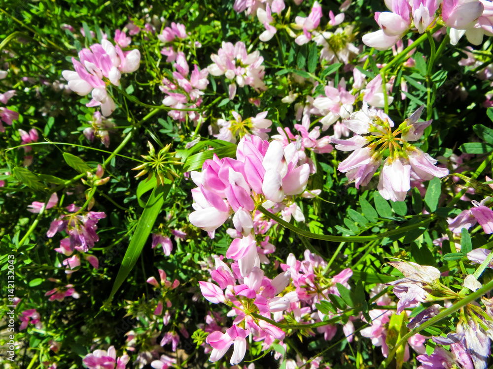 Crown vetch on a meadow