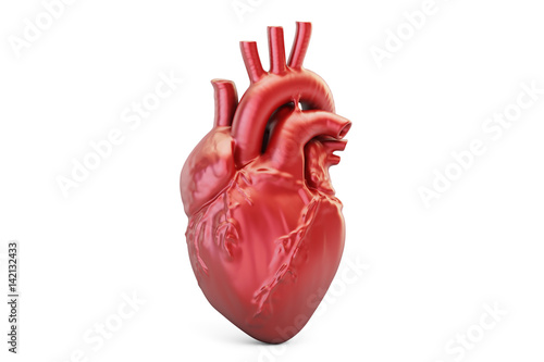 Human heart, 3D rendering