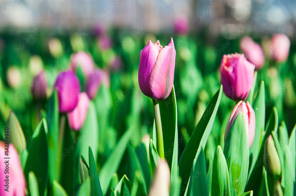 Fototapeta premium Spring scene of tulip field