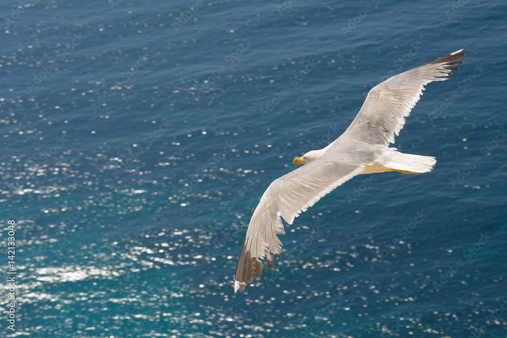 Fototapeta premium seagull in fly