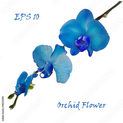 Fototapeta Naklejka Na Ścianę i Meble -  Blue isolated orchid flower