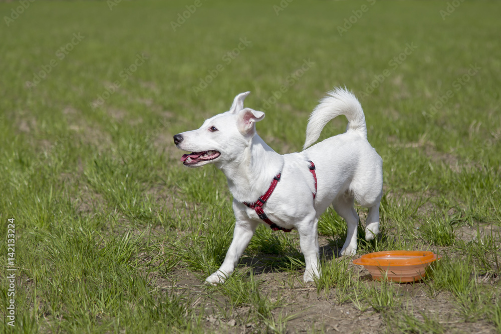 Cani al parco