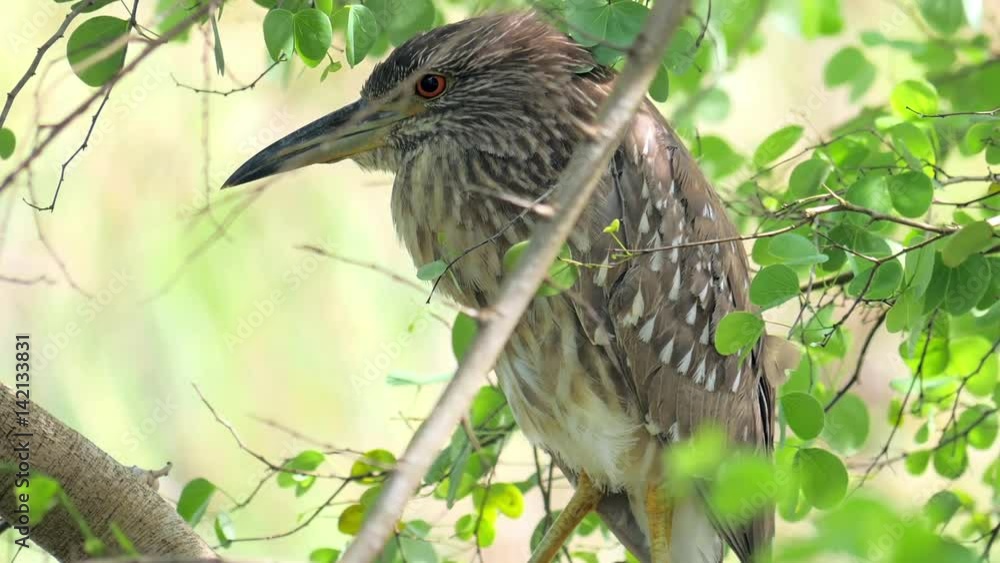 Black Crowned Night Heron juvenile Nycticorax Nycticorax in wild Sri Lanka nature of Yala National Park sitting on tree branch in bushes of forest reserve. Amazing animlas in natural habitat Black Crowned Night Heron juvenile Nycticorax Nycticorax in wild Sri Lanka nature of Yala National Park sitting on tree branch in bushes of forest reserve. Amazing animlas in natural habitat