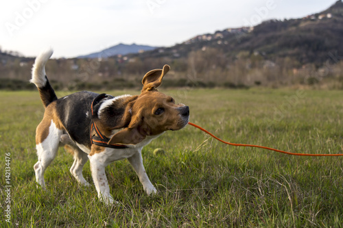 Obraz na płótnie Cani al parco w salonie