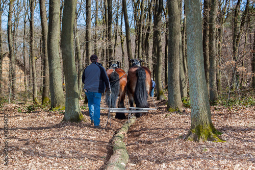 Bodenschonende Holzernte mit Pferd