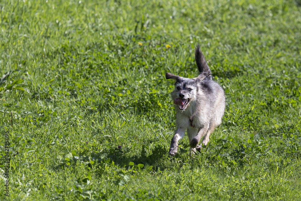 Cani al parco