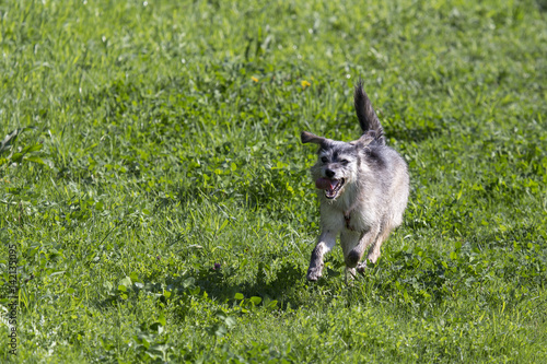 Obraz na płótnie Cani al parco w salonie