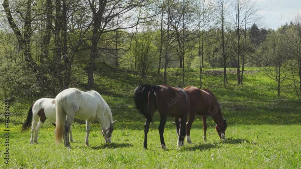 Horses grazing on a green meadow
