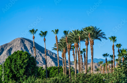 Fotografie Blue Sky and Palm Trees