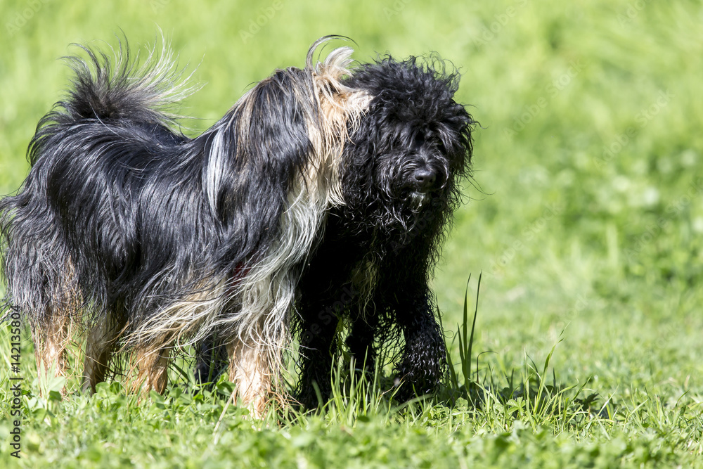Cani al parco