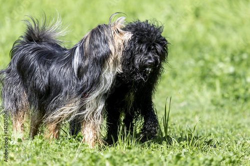 Obraz na płótnie Cani al parco w salonie