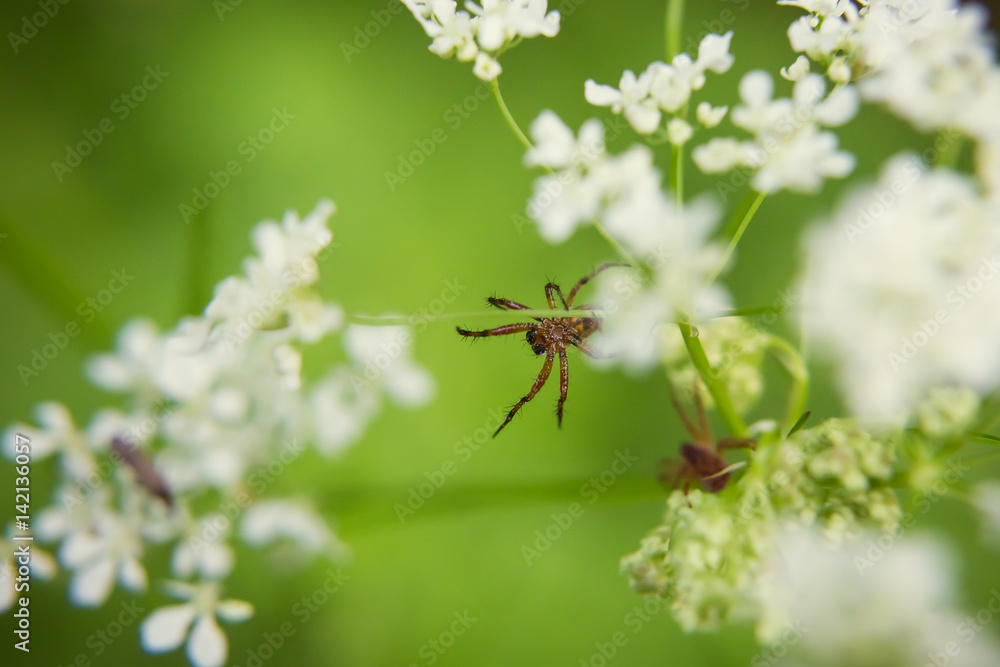 Spiders on a plant on a summer day in Finland Spiders on a plant on a summer day in Finland