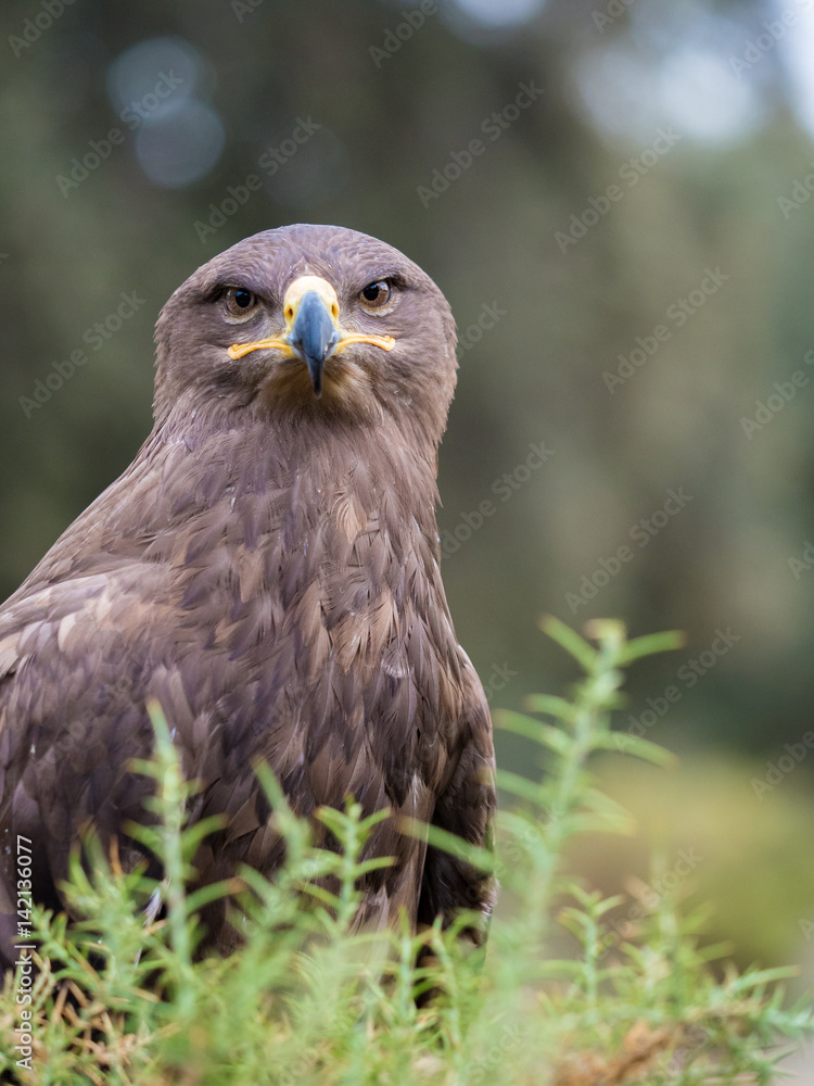 Harris hawk portrait (Parabuteo unicinctus) Harris hawk portrait (Parabuteo unicinctus)