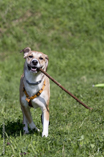 Obraz na płótnie Cani al parco w salonie