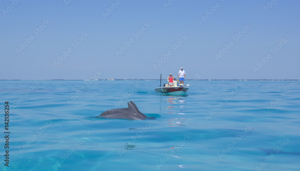 Boaters watching dolphins