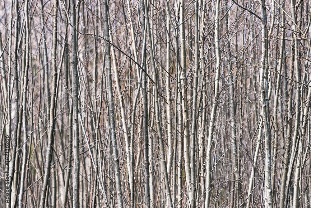 Obraz premium Fast growing trees make abstract vertical lines