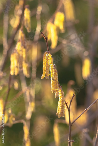 Hazel catkins during spring...