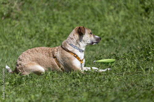 Cani al parco