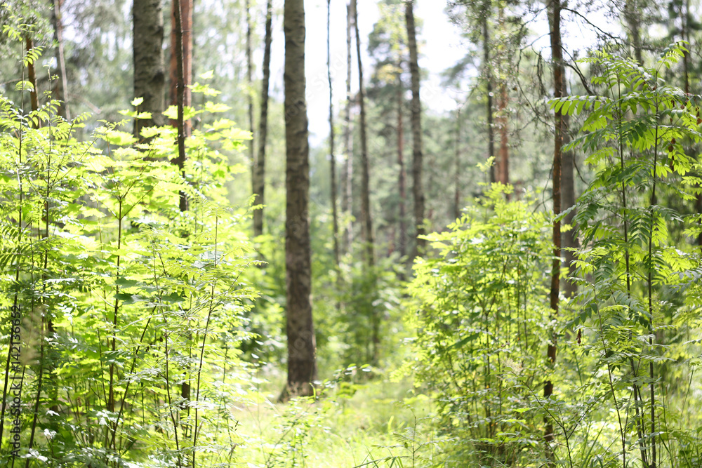 Fototapeta premium Summer forest landscape