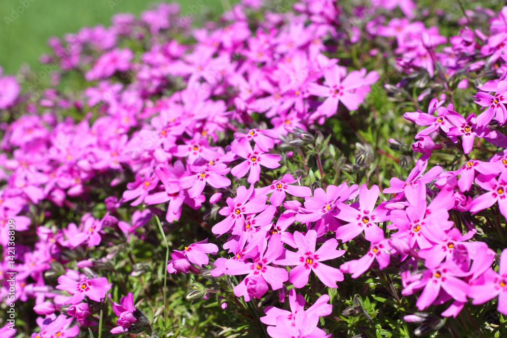 Fototapeta premium Wild alpine flowers