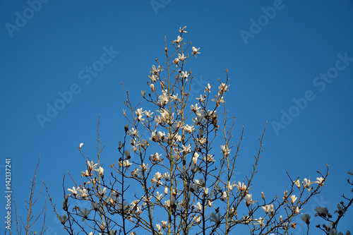 White magnolia blooms