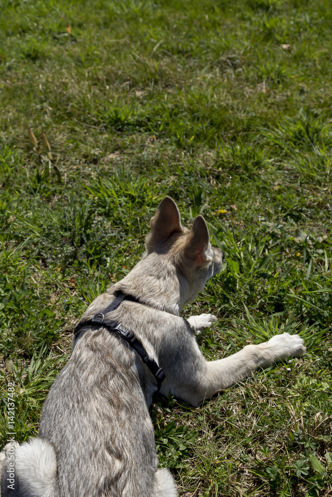 Cani al parco