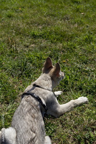 Obraz na płótnie Cani al parco w salonie