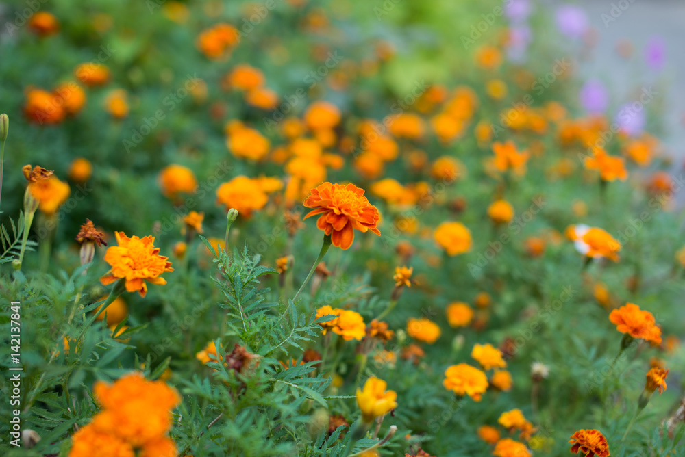 Marigold flowers. Marigold flowers in the meadow. Yellow marigold flowers in the garden