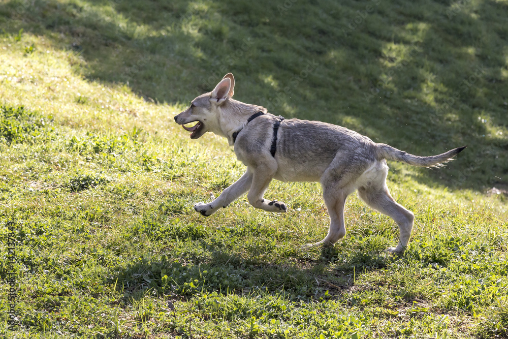 Cani al parco
