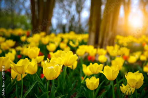 Yellow tulip garden photo