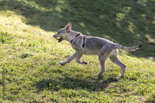 Obraz na płótnie Cani al parco w salonie