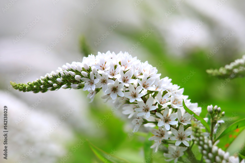 Close up shot of Michigan wild flowers Close up shot of Michigan wild flowers