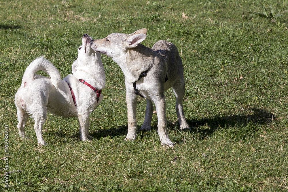 Cani al parco