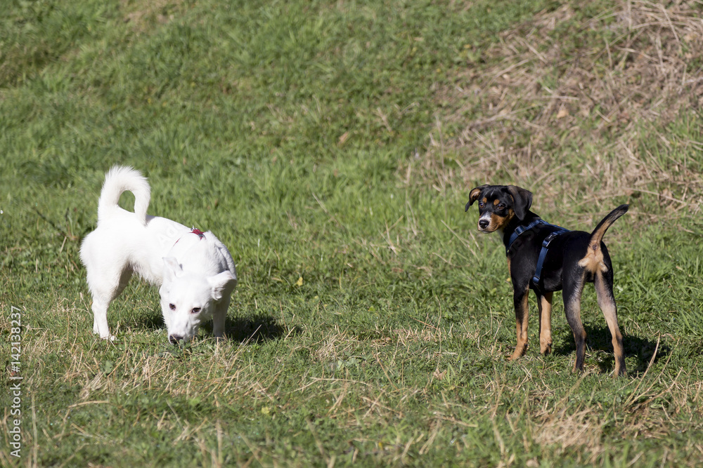 Cani al parco