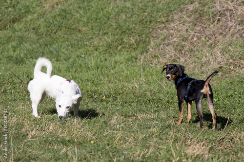 Obraz na płótnie Cani al parco w salonie