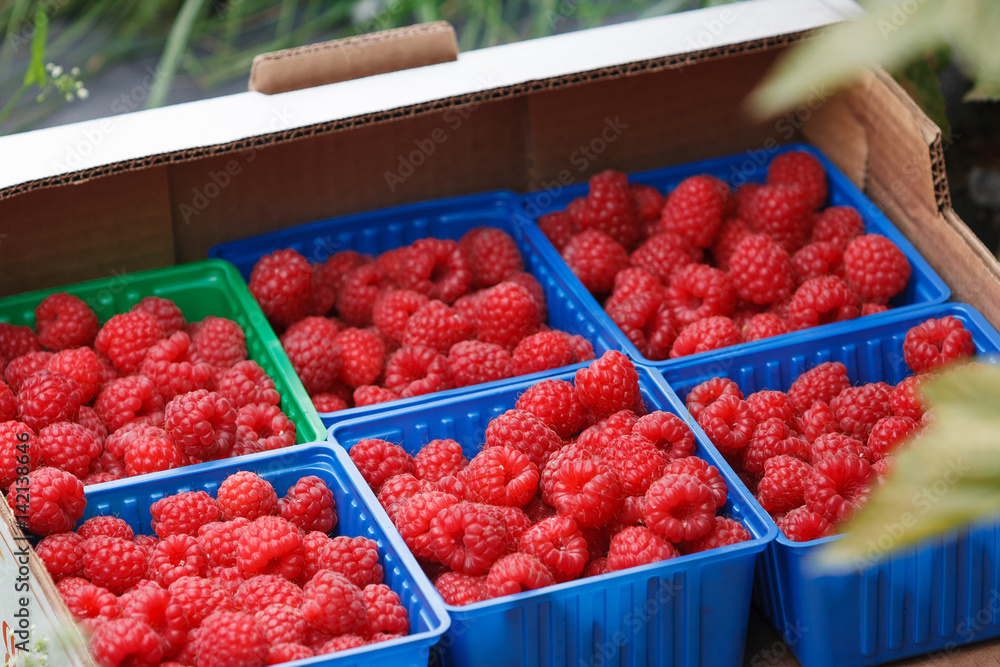 Juicy organic Norwegian raspberies in a coloful boxes. Fresh berries just picked up in the garden in a countryside ready for healthy snacks and desserts. Juicy organic Norwegian raspberies in a coloful boxes. Fresh berries just picked up in the garden in a countryside ready for healthy snacks and desserts.